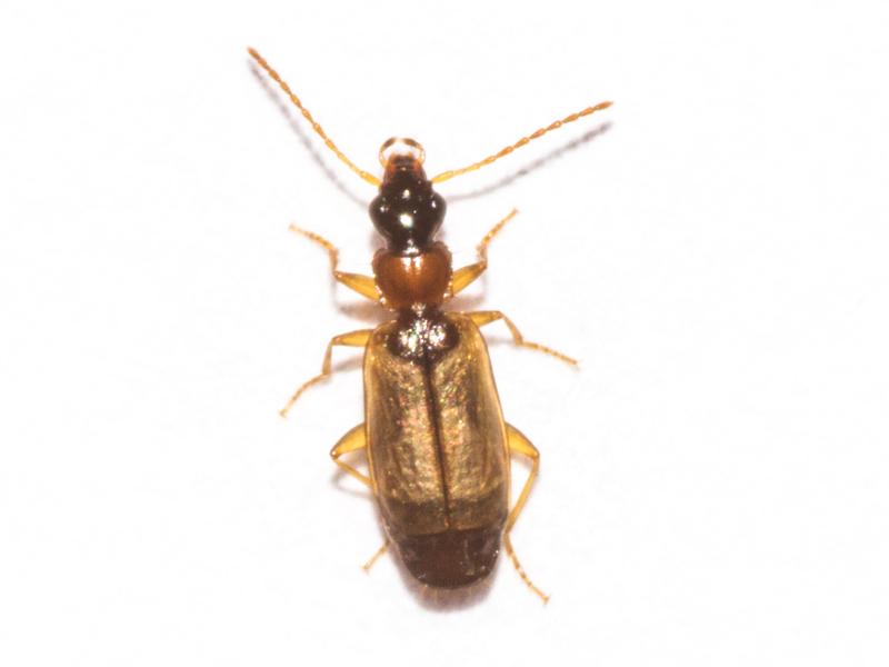 Philorhizus melanocephalus